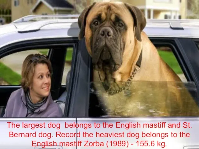 The largest dog belongs to the English mastiff and St. Bernard dog.