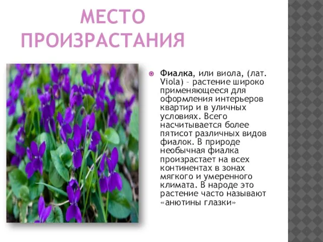 место произрастания Фиалка, или виола, (лат. Viola) – растение широко применяющееся для