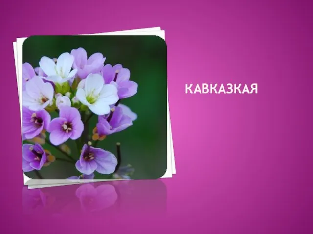 Кавказкая