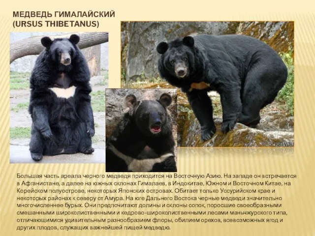 МЕДВЕДЬ ГИМАЛАЙСКИЙ (URSUS THIBETANUS) Большая часть ареала черного медведя приходится на Восточную