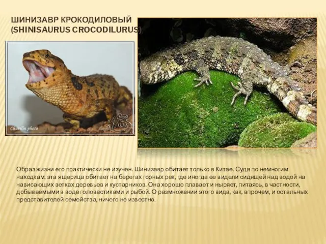 ШИНИЗАВР КРОКОДИЛОВЫЙ (SHINISAURUS CROCODILURUS) Образ жизни его практически не изучен. Шинизавр обитает