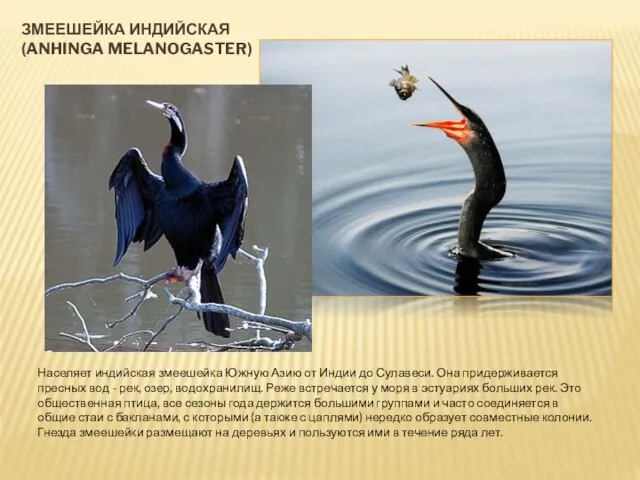 ЗМЕЕШЕЙКА ИНДИЙСКАЯ (ANHINGA MELANOGASTER) Населяет индийская змеешейка Южную Азию от Индии до