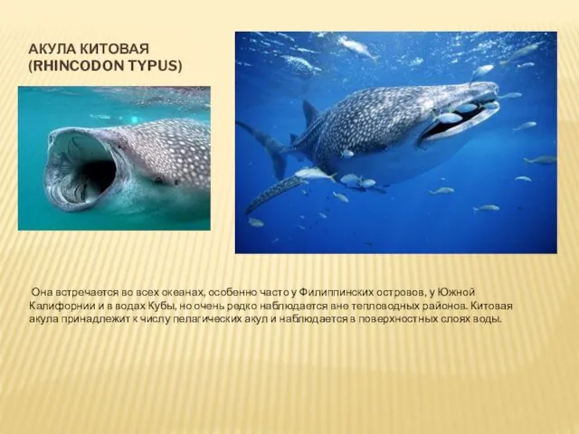 АКУЛА КИТОВАЯ (RHINCODON TYPUS) Она встречается во всех океанах, особенно часто у