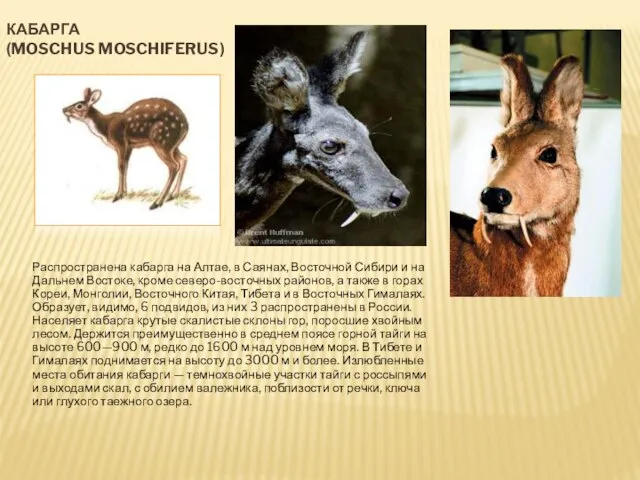 КАБАРГА (MOSCHUS MOSCHIFERUS) Распространена кабарга на Алтае, в Саянах, Восточной Сибири и