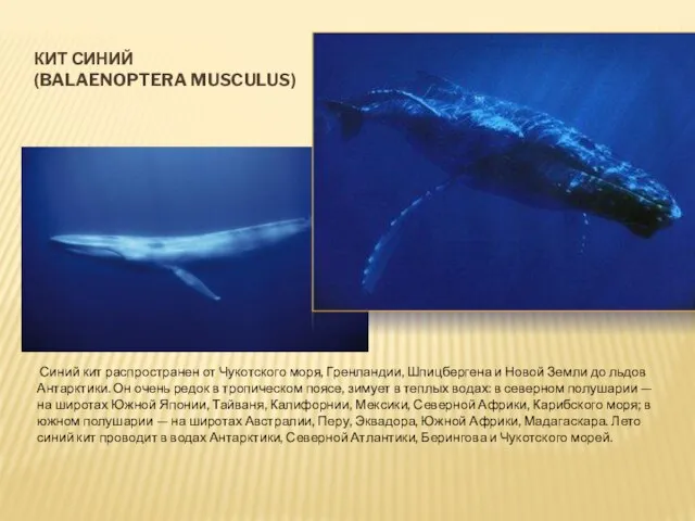 КИТ СИНИЙ (BALAENOPTERA MUSCULUS) Синий кит распространен от Чукотского моря, Гренландии, Шпицбергена