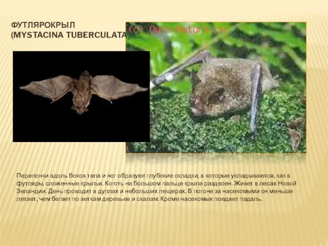 ФУТЛЯРОКРЫЛ (MYSTACINA TUBERCULATA) Перепонки вдоль боков тела и ног образуют глубокие складки,