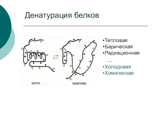 Денатурация белков Тепловая Барическая Радиационная … Холодовая Химическая