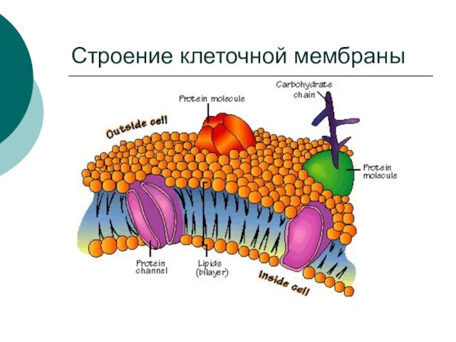 Строение клеточной мембраны