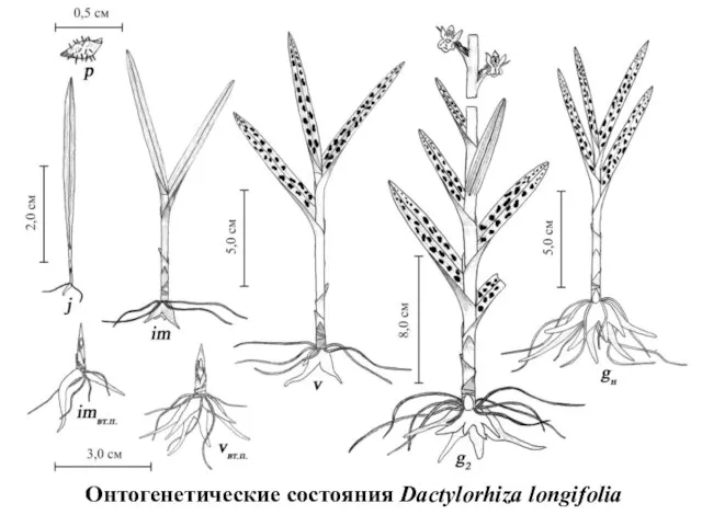 Онтогенетические состояния Dactylorhiza longifolia