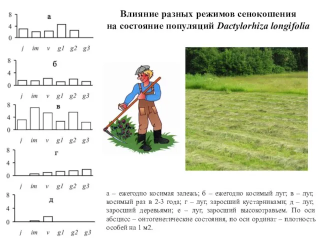 Влияние разных режимов сенокошения на состояние популяций Dactylorhiza longifolia а – ежегодно