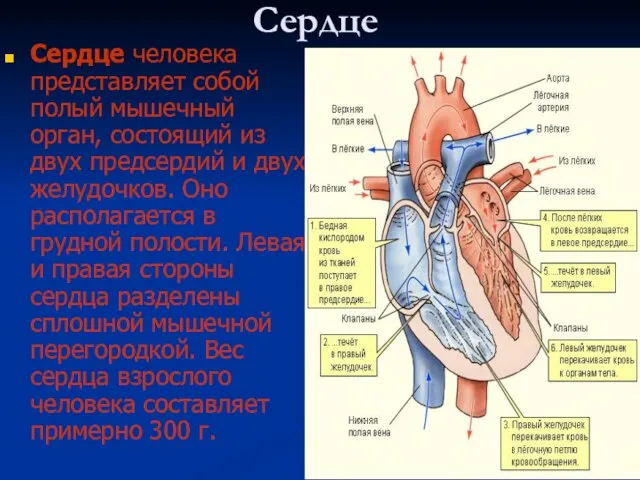 Сердце Сердце человека представляет собой полый мышечный орган, состоящий из двух предсердий