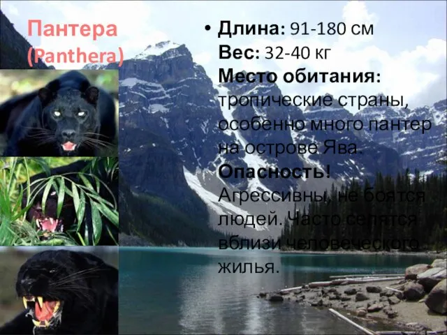 Пантера (Panthera) Длина: 91-180 см Вес: 32-40 кг Место обитания: тропические страны,