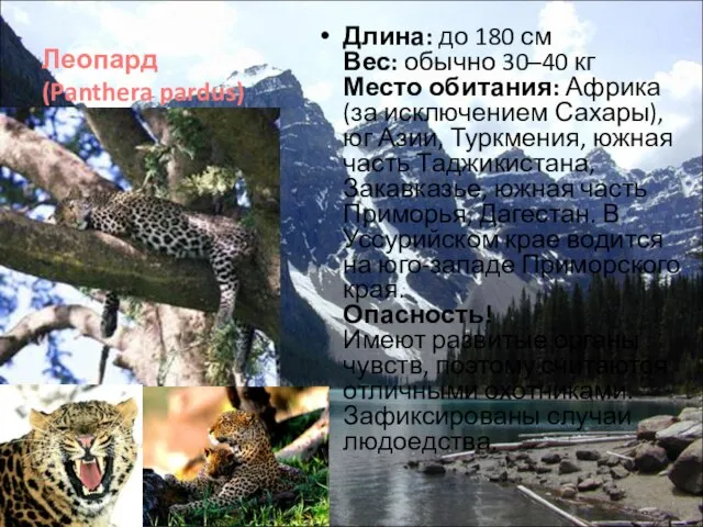 Леопард (Panthera pardus) Длина: до 180 см Вес: обычно 30–40 кг Место