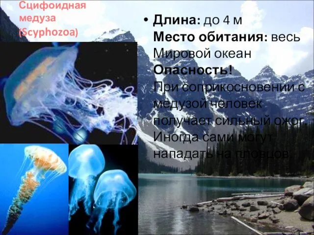 Сцифоидная медуза (Scyphozoa) Длина: до 4 м Место обитания: весь Мировой океан