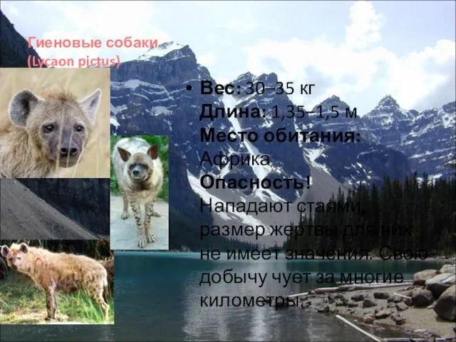 Гиеновые собаки (Lycaon pictus) Вес: 30–35 кг Длина: 1,35–1,5 м Место обитания: