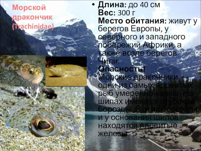 Морской дракончик (Trachinidae) Длина: до 40 см Вес: 300 г Место обитания: