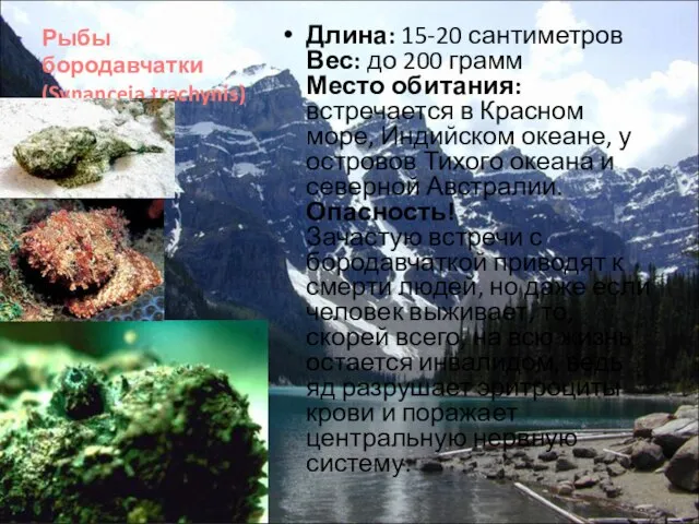 Рыбы бородавчатки (Synanceia trachynis) Длина: 15-20 сантиметров Вес: до 200 грамм Место