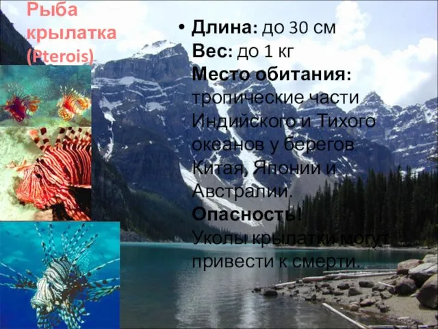 Рыба крылатка (Pterois) Длина: до 30 см Вес: до 1 кг Место