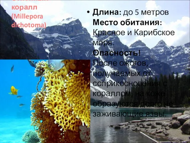 Огненный коралл (Millepora dichotoma) Длина: до 5 метров Место обитания: Красное и
