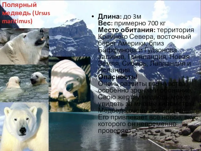 Полярный медведь (Ursus maritimus) Длина: до 3м Вес: примерно 700 кг Место