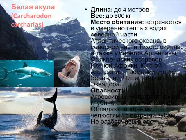 Белая акула (Carcharodon carcharias) Длина: до 4 метров Вес: до 800 кг