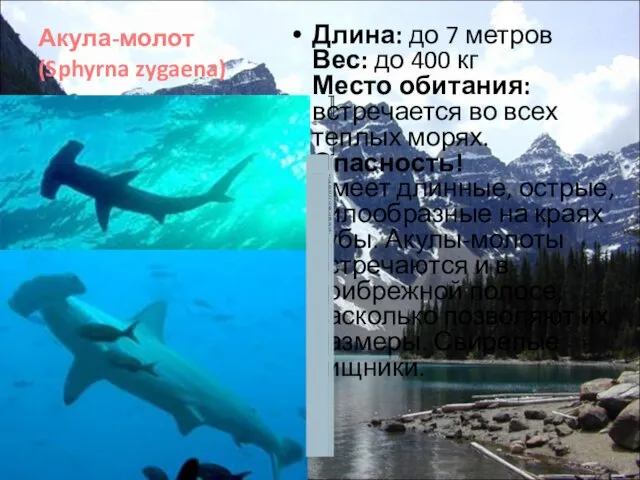 Акула-молот (Sphyrna zygaena) Длина: до 7 метров Вес: до 400 кг Место