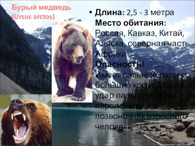 Бурый медведь (Ursus arctos) Длина: 2,5 - 3 метра Место обитания: Россия,
