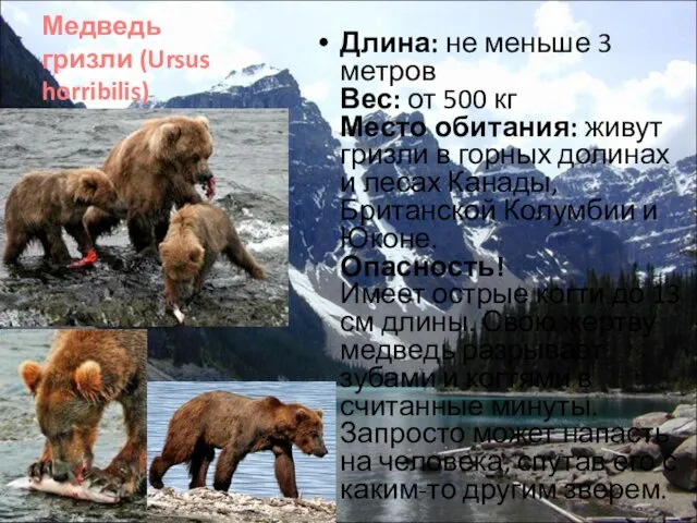 Медведь гризли (Ursus horribilis) Длина: не меньше 3 метров Вес: от 500