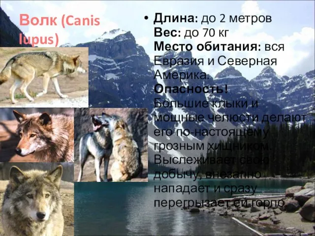 Волк (Canis lupus) Длина: до 2 метров Вес: до 70 кг Место
