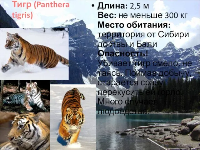 Тигр (Panthera tigris) Длина: 2,5 м Вес: не меньше 300 кг Место