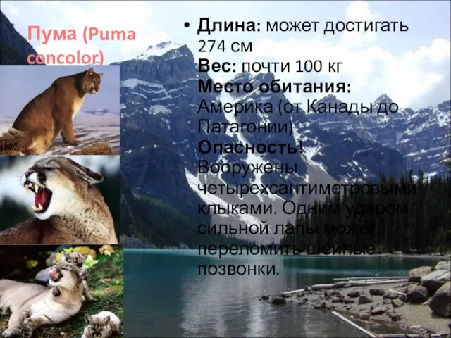 Пума (Puma concolor) Длина: может достигать 274 см Вес: почти 100 кг