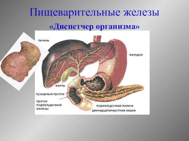 Пищеварительные железы «Диспетчер организма»