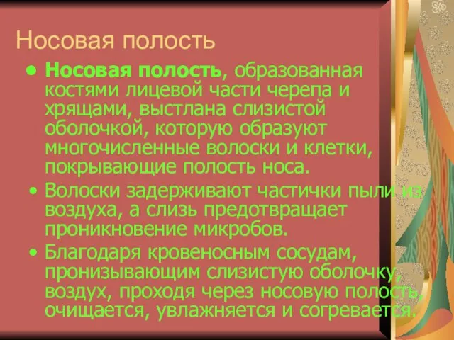 Носовая полость Носовая полость, образованная костями лицевой части черепа и хрящами, выстлана