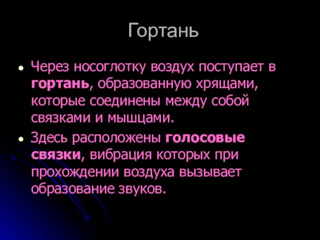 Гортань Через носоглотку воздух поступает в гортань, образованную хрящами, которые соединены между