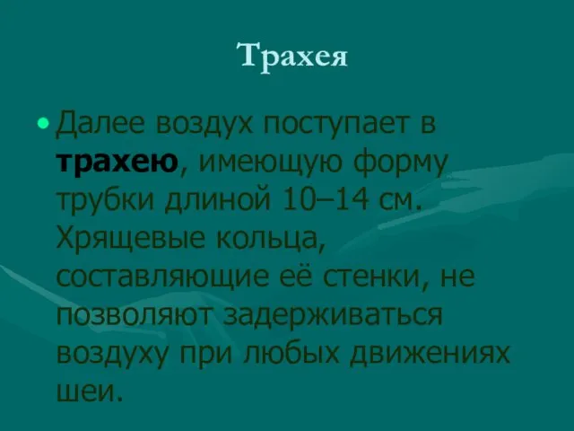 Трахея Далее воздух поступает в трахею, имеющую форму трубки длиной 10–14 см.