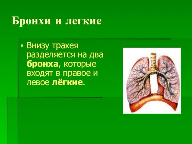 Бронхи и легкие Внизу трахея разделяется на два бронха, которые входят в правое и левое лёгкие.