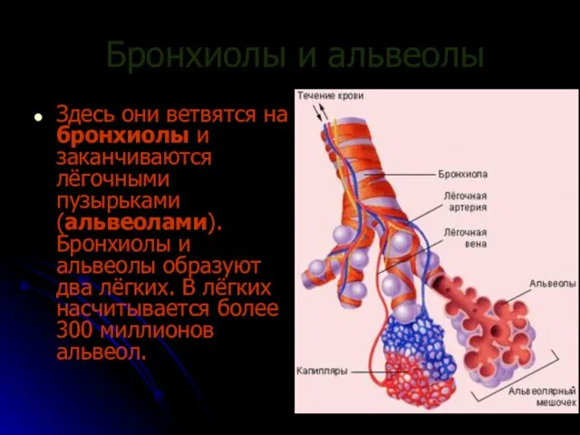 Бронхиолы и альвеолы Здесь они ветвятся на бронхиолы и заканчиваются лёгочными пузырьками