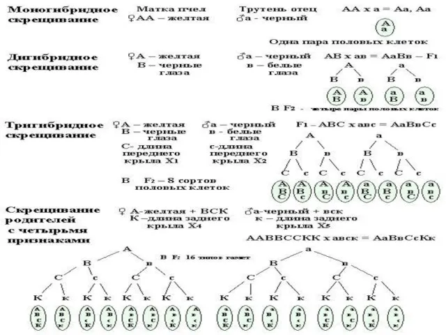 В зависимости от количества альтернативных признаков скрещивание можно разделить: -моногибридное (один) -дигибридное