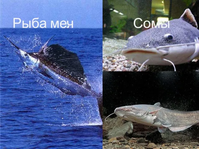 Рыба меч Сомы