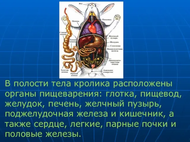 В полости тела кролика расположены органы пищеварения: глотка, пищевод, желудок, печень, желчный