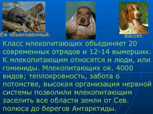 Класс млекопитающих объединяет 20 современных отрядов и 12-14 вымерших. К млекопитающим относятся