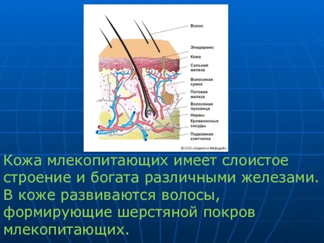 Кожа млекопитающих имеет слоистое строение и богата различными железами. В коже развиваются