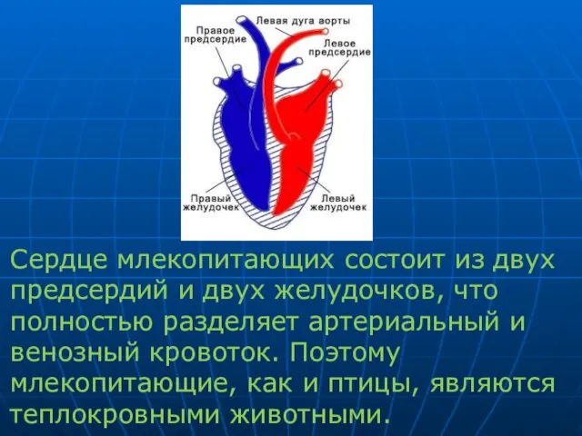 Сердце млекопитающих состоит из двух предсердий и двух желудочков, что полностью разделяет