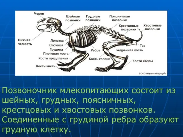 Позвоночник млекопитающих состоит из шейных, грудных, поясничных, крестцовых и хвостовых позвонков. Соединенные