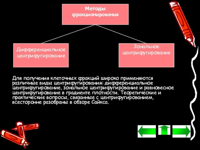 Методы фракционирования Дифференциальное центрифугирование Зональное центрифугирование Для получения клеточных фракций широко применяются