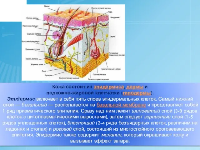 Кожа состоит из эпидермиса, дермы и подкожно-жировой клетчатки (гиподермы). Эпидермис включает в