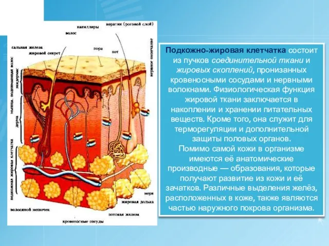 Подкожно-жировая клетчатка состоит из пучков соединительной ткани и жировых скоплений, пронизанных кровеносными