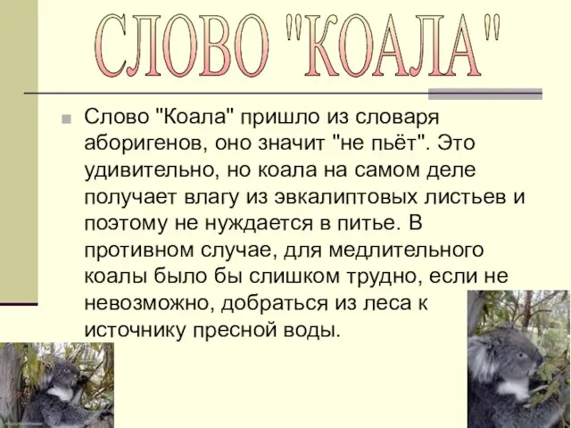 Слово "Коала" пришло из словаря аборигенов, оно значит "не пьёт". Это удивительно,