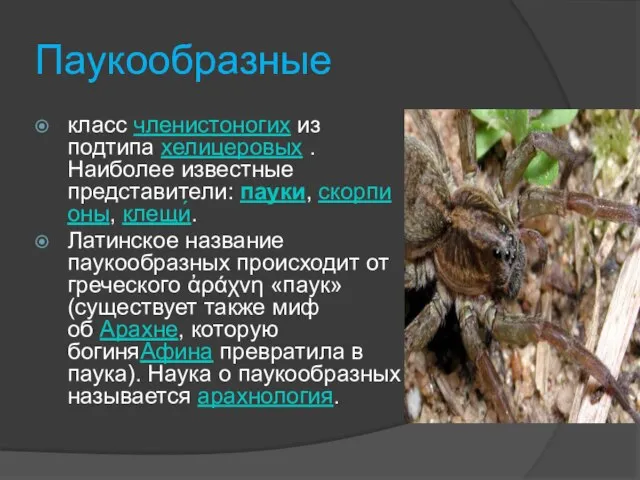 Паукообразные класс членистоногих из подтипа хелицеровых . Наиболее известные представители: пауки, скорпионы,