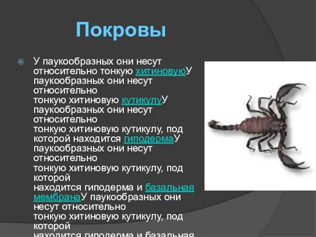 Покровы У паукообразных они несут относительно тонкую хитиновуюУ паукообразных они несут относительно